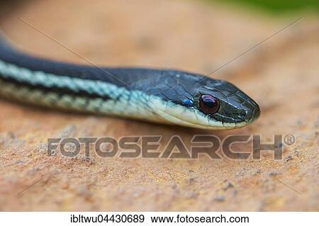 Snake (Dromicodryas quadrilineatus) near Ambositra, Central Highlands, Madagascar, Africa View Large Photo Image Stock Photo - Snake (Dromicodryas quadrilineatus) near Ambositra, Central Highlands, Madagascar, Africa. Fotosearch
