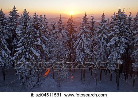Snow covered spruce trees at sunset in winter, Backlit, Rothaargebirge, Siegerland, North Rhine-Westphalia, Germany, Europe View Large Photo Image Stock Image - Snow covered spruce trees at sunset in winter, Backlit, Rothaargebirge, Siegerland, North Rhine-Westphalia, Germany, Europe. Fotosearch