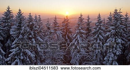 Snow covered spruce trees at sunset in winter, backlit, near Hilchenbach, Rothaargebirge, Siegerland, North Rhine-Westphalia, Germany, Europe View Large Photo Image Stock Image - Snow covered spruce trees at sunset in winter, backlit, near Hilchenbach, Rothaargebirge, Siegerland, North Rhine-Westphalia, Germany, Europe. Fotosearch
