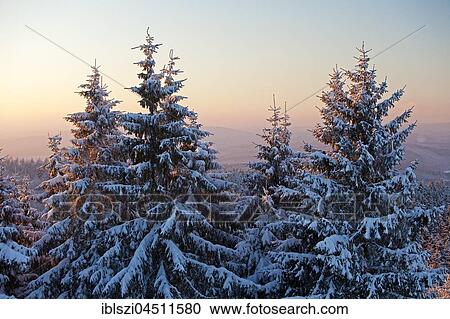 Snow covered spruce trees in winter, Rothaargebirge near Hilchenbach, Siegerland, North Rhine-Westphalia, detschland View Large Photo Image Stock Image - Snow covered spruce trees in winter, Rothaargebirge near Hilchenbach, Siegerland, North Rhine-Westphalia, detschland. Fotosearch