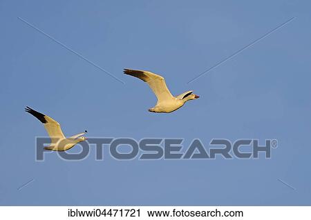 Stock Image - Snow Goose (Anser caerulescens) at front and Ross's Goose (Anser rossii) at back, in flight, Bosque del Apache, New Mexico, USA, North America. Fotosearch
