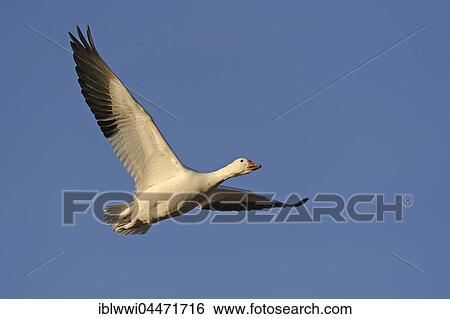 Stock Photograph - Snow Goose (Anser caerulescens, Chen caerulescens) in flight, Bosque del Apache, New Mexico, USA, North America. Fotosearch