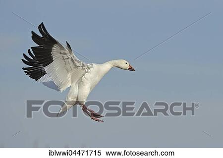 Stock Photography - Snow Goose (Anser caerulescens, Chen caerulescens) in flight, landing, Bosque del Apache, New Mexico, USA, North America. Fotosearch