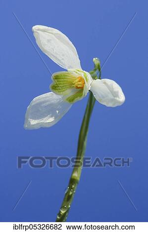 Stock Image - Snowdrops, Switzerland, Europe. Fotosearch