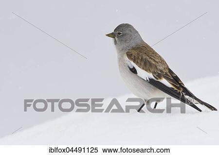 Snowfinch (Montifringilla nivalis) in the snow, Tyrol, Austria, Europe View Large Photo Image Stock Photography - Snowfinch (Montifringilla nivalis) in the snow, Tyrol, Austria, Europe. Fotosearch