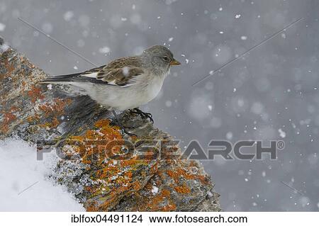 Snowfinch (Montifringilla nivalis) on rocks with snow, Tyrol, Austria, Europe View Large Photo Image Picture - Snowfinch (Montifringilla nivalis) on rocks with snow, Tyrol, Austria, Europe. Fotosearch