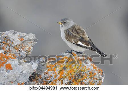 Stock Image - Snowfinch (Montifringilla nivalis) on rock with lichen, Tyrol, Austria, Europe. Fotosearch