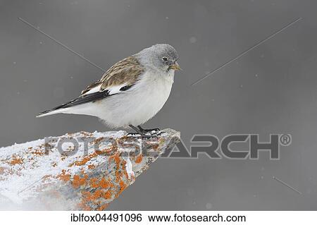 Snowfinch (Montifringilla nivalis) on snowy rocks, snow, Tyrol, Austria, Europe View Large Photo Image Stock Photograph - Snowfinch (Montifringilla nivalis) on snowy rocks, snow, Tyrol, Austria, Europe. Fotosearch