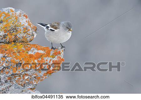 Snowfinch (Montifringilla nivalis) on rock, Tyrol, Austria, Europe View Large Photo Image Stock Photography - Snowfinch (Montifringilla nivalis) on rock, Tyrol, Austria, Europe. Fotosearch