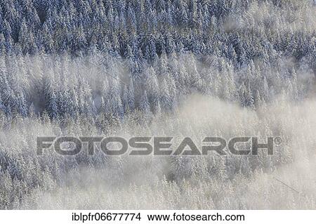 Snowy fir forest and fog, Switzerland, Europe View Large Photo Image Picture - Snowy fir forest and fog, Switzerland, Europe. Fotosearch