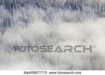 Snowy fir forest and fog, Switzerland, Europe View Large Photo Image Stock Image - Snowy fir forest and fog, Switzerland, Europe. Fotosearch