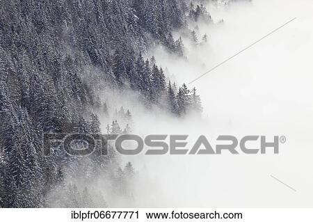 Stock Image - Snowy fir forest and sea of fog, Switzerland, Europe. Fotosearch
