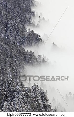 Snowy fir forest and sea of fog, Switzerland, Europe View Large Photo Image Stock Image - Snowy fir forest and sea of fog, Switzerland, Europe. Fotosearch