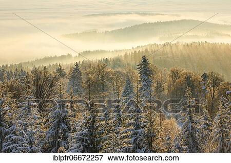 Stock Photo - Snowy fir forest with fog, Switzerland, Europe. Fotosearch