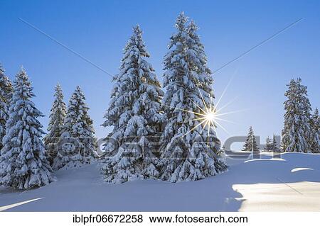 Snowy firs, Switzerland, Europe View Large Photo Image Stock Photo - Snowy firs, Switzerland, Europe. Fotosearch