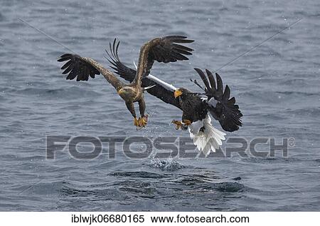 Soaring white-tailed eagle (Haliaeetus albicilla) with fish, attacked by Steller's giant sea eagle (Haliaeetus pelagicus), Hokkaido, Japan, Asia View Large Photo Image Stock Photography - Soaring white-tailed eagle (Haliaeetus albicilla) with fish, attacked by Steller's giant sea eagle (Haliaeetus pelagicus), Hokkaido, Japan, Asia. Fotosearch