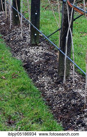 Picture - Soil preparation for plants( Rubus idaeus), fertilization. Fotosearch