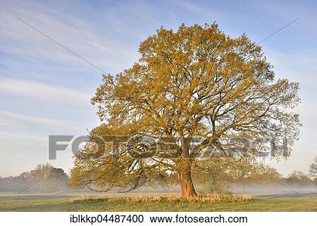 Solitary oak, English oak (Quercus robur) in spring, Middle Elbe Biosphere Reserve, Saxony-Anhalt, Germany, Europe View Large Photo Image Stock Image - Solitary oak, English oak (Quercus robur) in spring, Middle Elbe Biosphere Reserve, Saxony-Anhalt, Germany, Europe. Fotosearch
