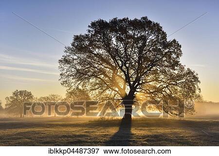 Stock Photo - Solitary oak, English oak (Quercus robur) in the morning fog, sunrise, Middle Elbe Biosphere Reserve, Saxony-Anhalt, Germany, Europe. Fotosearch