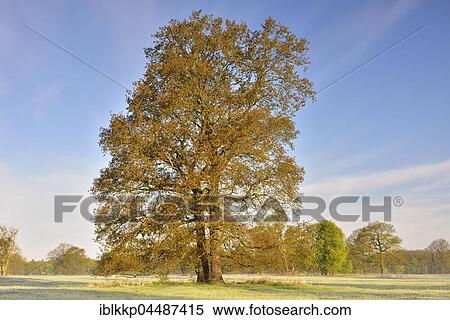 Solitary oak, English oak (Quercus robur) in spring, Middle Elbe Biosphere Reserve, Saxony-Anhalt, Germany, Europe View Large Photo Image Stock Photography - Solitary oak, English oak (Quercus robur) in spring, Middle Elbe Biosphere Reserve, Saxony-Anhalt, Germany, Europe. Fotosearch