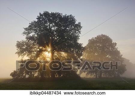 Solitary oak tree, English oak (Quercus robur), River Elbe Floodplains at sunrise, foggy atmosphere, Middle Elbe Biosphere Reserve, Saxony-Anhalt, Germany, Europe View Large Photo Image Picture - Solitary oak tree, English oak (Quercus robur), River Elbe Floodplains at sunrise, foggy atmosphere, Middle Elbe Biosphere Reserve, Saxony-Anhalt, Germany, Europe. Fotosearch