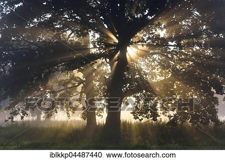 Solitary oak tree, English oak (Quercus robur) with sunbeams, River Elbe Floodplains at sunrise, foggy atmosphere, Middle Elbe Biosphere Reserve, Saxony-Anhalt, Germany, Europe View Large Photo Image Stock Image - Solitary oak tree, English oak (Quercus robur) with sunbeams, River Elbe Floodplains at sunrise, foggy atmosphere, Middle Elbe Biosphere Reserve, Saxony-Anhalt, Germany, Europe. Fotosearch