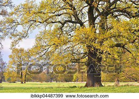 Stock Photo - Solitary oak tree, English oak (Quercus robur) in spring, leaf shoots, Middle Elbe Biosphere Reserve, Saxony-Anhalt, Germany, Europe. Fotosearch