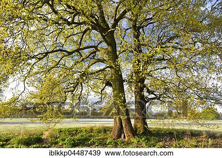Stock Photo - Solitary oak tree, English oak (Quercus robur) in spring, leaf shoots, Middle Elbe Biosphere Reserve, Saxony-Anhalt, Germany, Europe. Fotosearch