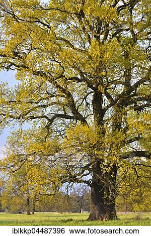 Solitary oak tree, English oak (Quercus robur) in spring, leaf shoots, Middle Elbe Biosphere Reserve, Saxony-Anhalt, Germany, Europe View Large Photo Image Stock Photograph - Solitary oak tree, English oak (Quercus robur) in spring, leaf shoots, Middle Elbe Biosphere Reserve, Saxony-Anhalt, Germany, Europe. Fotosearch