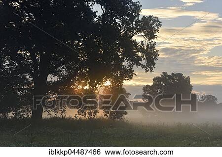 Stock Photograph - Solitary oak tree, English oak (Quercus robur), River Elbe Floodplains at sunrise, foggy atmosphere, Middle Elbe Biosphere Reserve, Saxony-Anhalt, Germany, Europe. Fotosearch