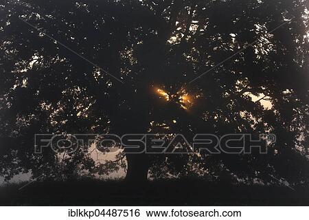 Solitary oak tree, English oak (Quercus robur), River Elbe Floodplains at sunrise, foggy atmosphere, Middle Elbe Biosphere Reserve, Saxony-Anhalt, Germany, Europe View Large Photo Image Stock Photograph - Solitary oak tree, English oak (Quercus robur), River Elbe Floodplains at sunrise, foggy atmosphere, Middle Elbe Biosphere Reserve, Saxony-Anhalt, Germany, Europe. Fotosearch