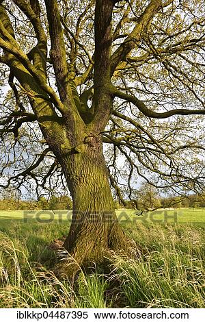 Solitary oak tree, English oak (Quercus robur) in spring, leaf shoots, Middle Elbe Biosphere Reserve, Saxony-Anhalt, Germany, Europe View Large Photo Image Stock Photography - Solitary oak tree, English oak (Quercus robur) in spring, leaf shoots, Middle Elbe Biosphere Reserve, Saxony-Anhalt, Germany, Europe. Fotosearch