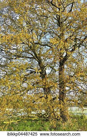 Solitary oak tree, English oak (Quercus robur) in spring, leaf shoots, Middle Elbe Biosphere Reserve, Saxony-Anhalt, Germany, Europe View Large Photo Image Stock Photography - Solitary oak tree, English oak (Quercus robur) in spring, leaf shoots, Middle Elbe Biosphere Reserve, Saxony-Anhalt, Germany, Europe. Fotosearch