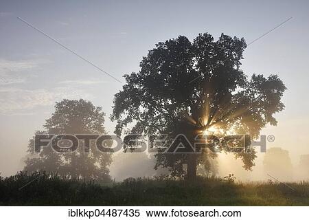 Solitary oak tree, English oak (Quercus robur), River Elbe Floodplains at sunrise, sunrays, foggy atmosphere, Middle Elbe Biosphere Reserve, Saxony-Anhalt, Germany, Europe View Large Photo Image Stock Photography - Solitary oak tree, English oak (Quercus robur), River Elbe Floodplains at sunrise, sunrays, foggy atmosphere, Middle Elbe Biosphere Reserve, Saxony-Anhalt, Germany, Europe. Fotosearch