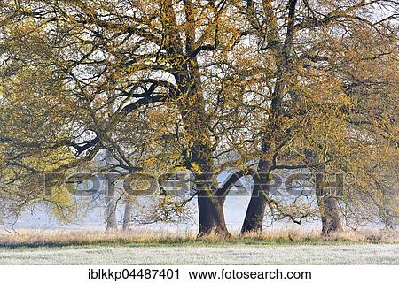 Solitary oak trees, English oak (Quercus robur) in spring, leaf shoots, foggy atmosphere, Middle Elbe Biosphere Reserve, Saxony-Anhalt, Germany, Europe View Large Photo Image Stock Image - Solitary oak trees, English oak (Quercus robur) in spring, leaf shoots, foggy atmosphere, Middle Elbe Biosphere Reserve, Saxony-Anhalt, Germany, Europe. Fotosearch