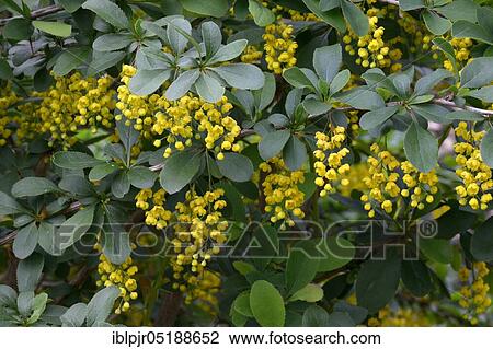 Sour thorn, barberry, berberis vulgaris View Large Photo Image Stock Image - Sour thorn, barberry, berberis vulgaris. Fotosearch