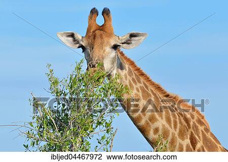 South African giraffe (Giraffa giraffa giraffa) feeding on leaves, Kruger National Park, South Africa, Africa View Large Photo Image Stock Image - South African giraffe (Giraffa giraffa giraffa) feeding on leaves, Kruger National Park, South Africa, Africa. Fotosearch