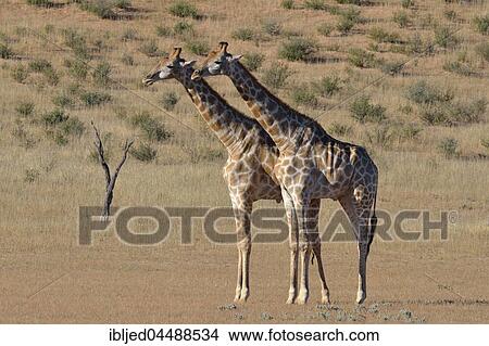 South African giraffes (Giraffa camelopardalis giraffa), two bulls in fighting position, Kgalagadi Transfrontier Park, Northern Cape, South Africa, Africa View Large Photo Image Picture - South African giraffes (Giraffa camelopardalis giraffa), two bulls in fighting position, Kgalagadi Transfrontier Park, Northern Cape, South Africa, Africa. Fotosearch