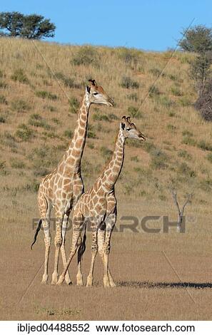 South African giraffes (Giraffa camelopardalis giraffa), two bulls in fighting position, Kgalagadi Transfrontier Park, Northern Cape, South Africa, Africa View Large Photo Image Stock Image - South African giraffes (Giraffa camelopardalis giraffa), two bulls in fighting position, Kgalagadi Transfrontier Park, Northern Cape, South Africa, Africa. Fotosearch