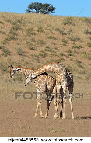 South African giraffes (Giraffa camelopardalis giraffa), two bulls fighting, Kgalagadi Transfrontier Park, Northern Cape, South Africa, Africa View Large Photo Image Stock Image - South African giraffes (Giraffa camelopardalis giraffa), two bulls fighting, Kgalagadi Transfrontier Park, Northern Cape, South Africa, Africa. Fotosearch