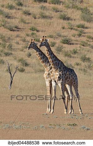 South African giraffes (Giraffa camelopardalis giraffa), two bulls in fighting position, Kgalagadi Transfrontier Park, Northern Cape, South Africa, Africa View Large Photo Image Stock Photo - South African giraffes (Giraffa camelopardalis giraffa), two bulls in fighting position, Kgalagadi Transfrontier Park, Northern Cape, South Africa, Africa. Fotosearch