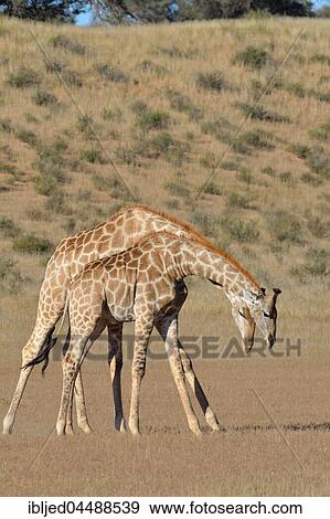 South African giraffes (Giraffa camelopardalis giraffa), two bulls fighting, Kgalagadi Transfrontier Park, Northern Cape, South Africa, Africa View Large Photo Image Stock Photo - South African giraffes (Giraffa camelopardalis giraffa), two bulls fighting, Kgalagadi Transfrontier Park, Northern Cape, South Africa, Africa. Fotosearch