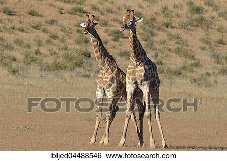 South African giraffes (Giraffa camelopardalis giraffa), two bulls in fighting position, Kgalagadi Transfrontier Park, Northern Cape, South Africa, Africa View Large Photo Image Stock Photograph - South African giraffes (Giraffa camelopardalis giraffa), two bulls in fighting position, Kgalagadi Transfrontier Park, Northern Cape, South Africa, Africa. Fotosearch