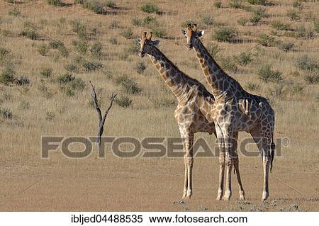South African giraffes (Giraffa camelopardalis giraffa), two bulls in fighting position, Kgalagadi Transfrontier Park, Northern Cape, South Africa, Africa View Large Photo Image Stock Photography - South African giraffes (Giraffa camelopardalis giraffa), two bulls in fighting position, Kgalagadi Transfrontier Park, Northern Cape, South Africa, Africa. Fotosearch