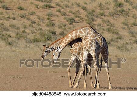 South African giraffes (Giraffa camelopardalis giraffa), two bulls fighting, Kgalagadi Transfrontier Park, Northern Cape, South Africa, Africa View Large Photo Image Stock Photography - South African giraffes (Giraffa camelopardalis giraffa), two bulls fighting, Kgalagadi Transfrontier Park, Northern Cape, South Africa, Africa. Fotosearch