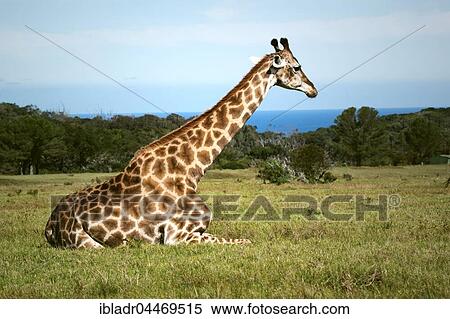 Southern giraffe (Giraffa camelopardalis giraffa), lying, Kragga Kamma Game Park, Port Elizabeth, South Africa, Africa View Large Photo Image Stock Photography - Southern giraffe (Giraffa camelopardalis giraffa), lying, Kragga Kamma Game Park, Port Elizabeth, South Africa, Africa. Fotosearch