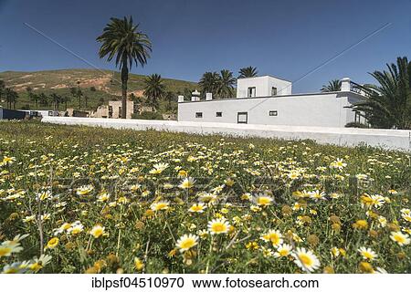 Stock Image - Spring flowers in Haria, Lanzarote, Canary Islands, Spain, Europe. Fotosearch