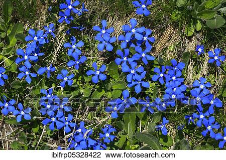 Stock Image - Spring Gentian, Gentiana verna, Bernese Oberland, Switzerland, Europe. Fotosearch