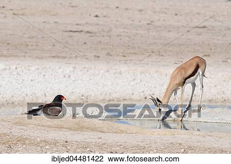 Springbok (Antidorcas marsupialis) drinking with a Bateleur eagle (Terathopius ecaudatus) at waterhole, Etosha National Park, Namibia, Africa View Large Photo Image Stock Image - Springbok (Antidorcas marsupialis) drinking with a Bateleur eagle (Terathopius ecaudatus) at waterhole, Etosha National Park, Namibia, Africa. Fotosearch