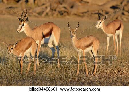 Springboks (Antidorcas marsupialis), two adult females with two young, Kgalagadi Transfrontier Park, Northern Cape, South Africa, Africa View Large Photo Image Stock Image - Springboks (Antidorcas marsupialis), two adult females with two young, Kgalagadi Transfrontier Park, Northern Cape, South Africa, Africa. Fotosearch